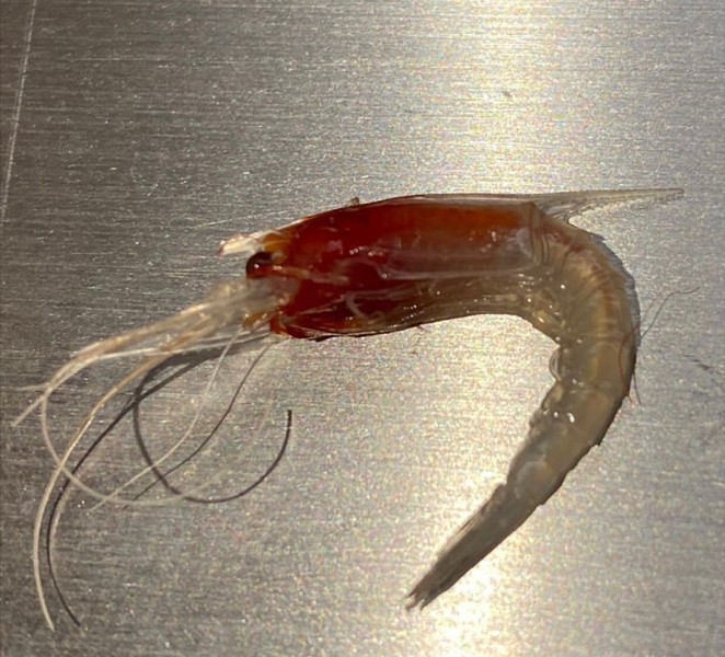 質問に添付された魚の写真