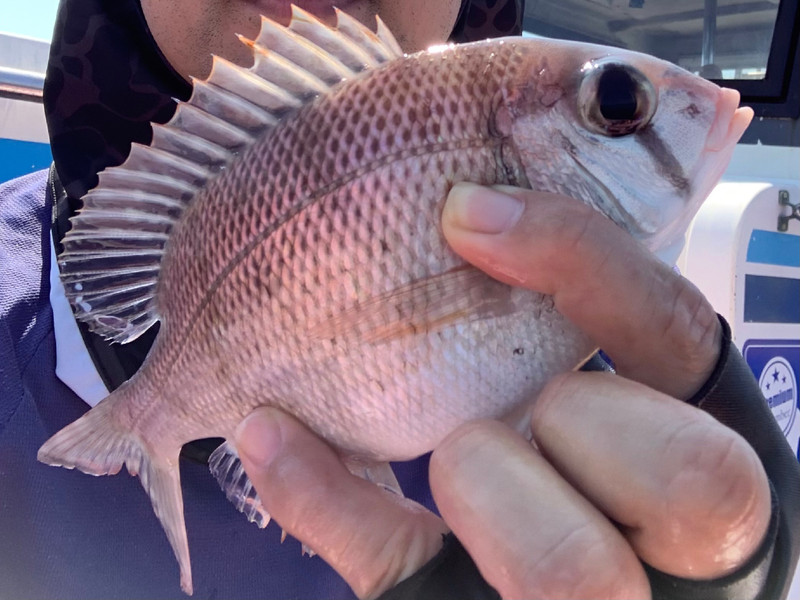 質問に添付された魚の写真