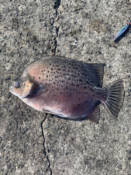 質問に添付された魚の写真
