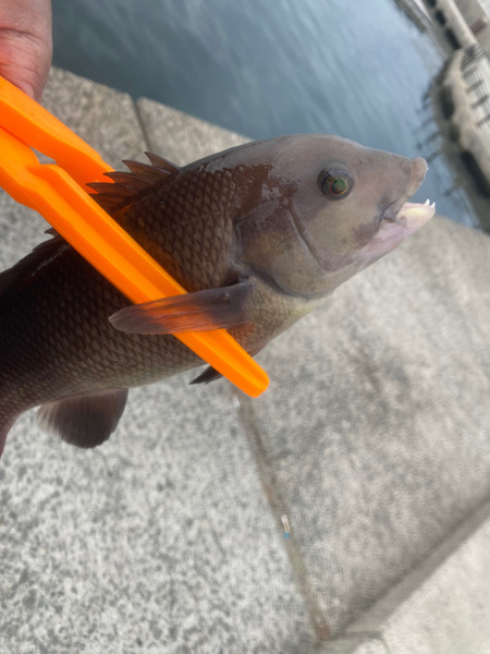 質問に添付された魚の写真