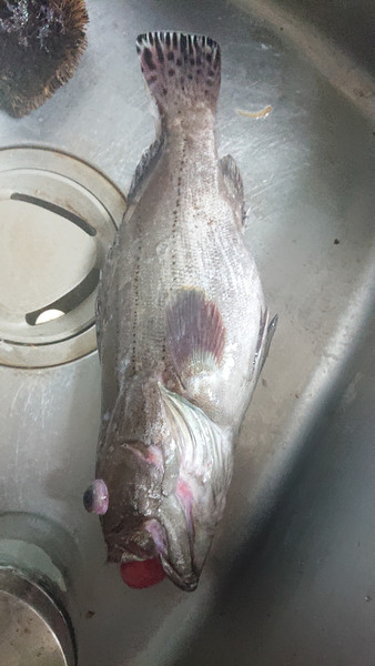質問に添付された魚の写真