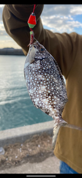 質問に添付された魚の写真