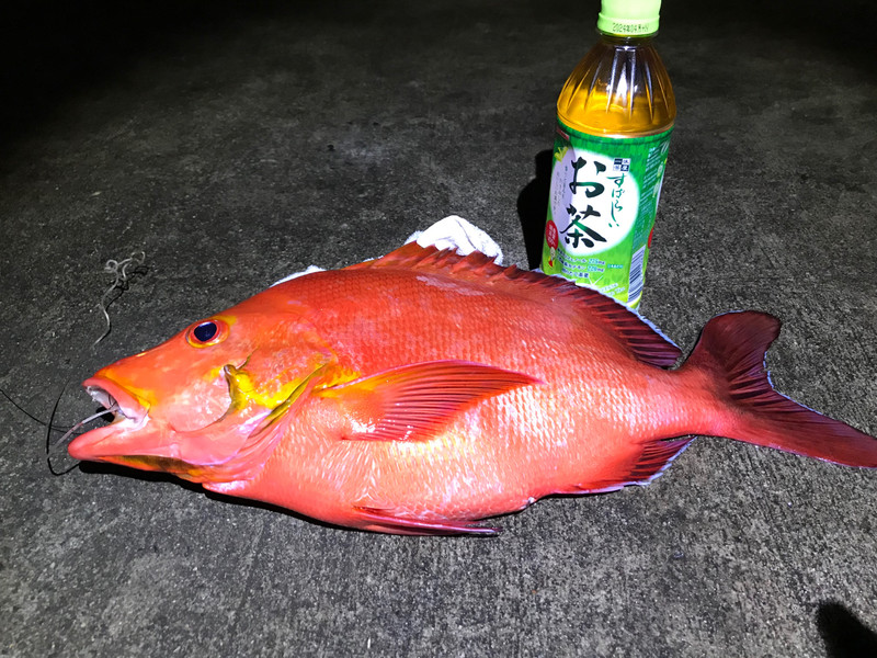 質問に添付された魚の写真