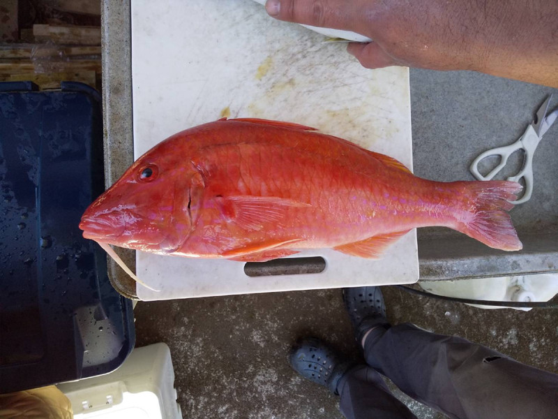 質問に添付された魚の写真