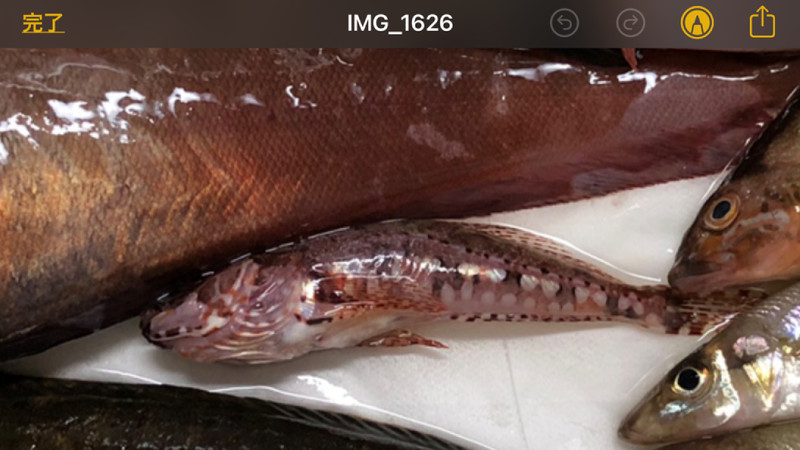 質問に添付された魚の写真