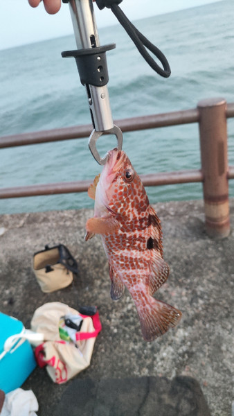 質問に添付された魚の写真