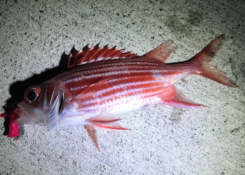 質問に添付された魚の写真
