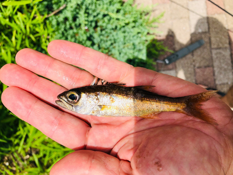 質問に添付された魚の写真