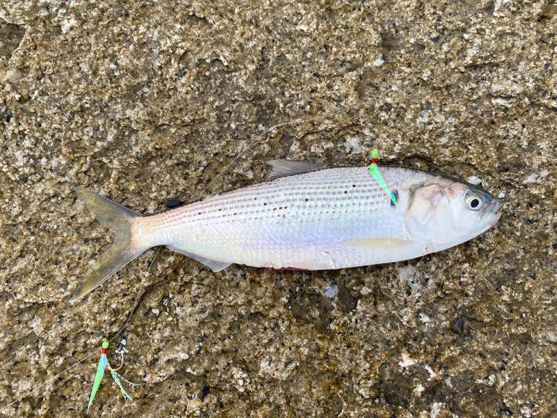 質問に添付された魚の写真