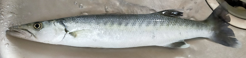 質問に添付された魚の写真