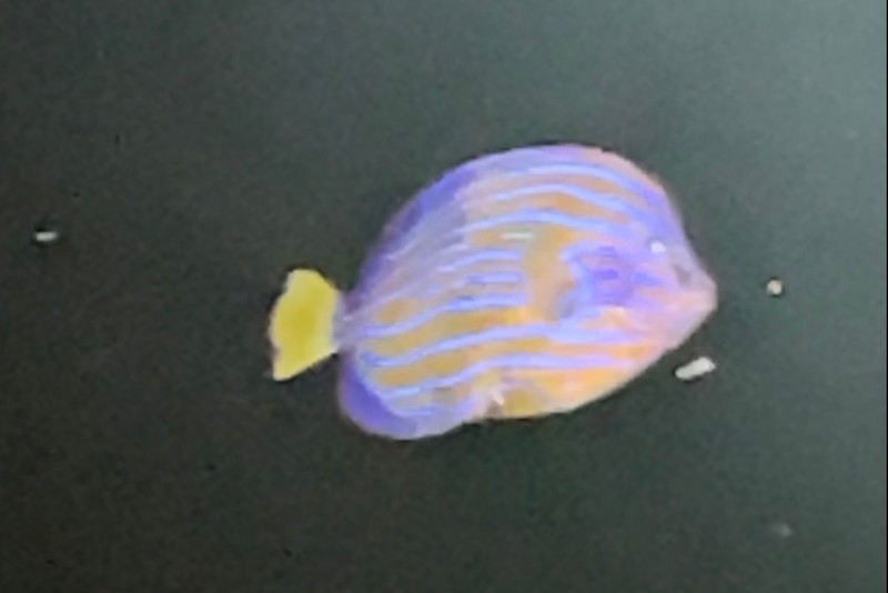 質問に添付された魚の写真