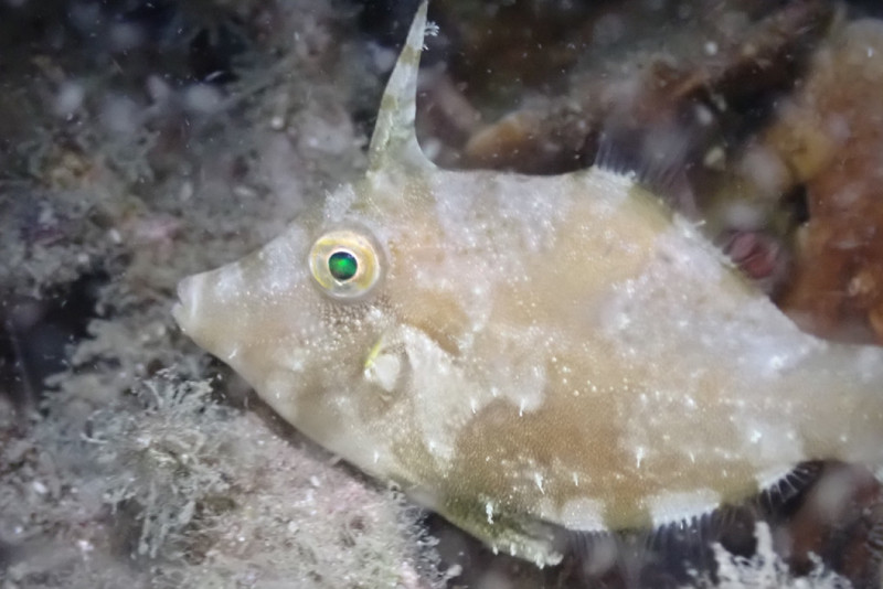 質問に添付された魚の写真