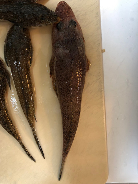 質問に添付された魚の写真