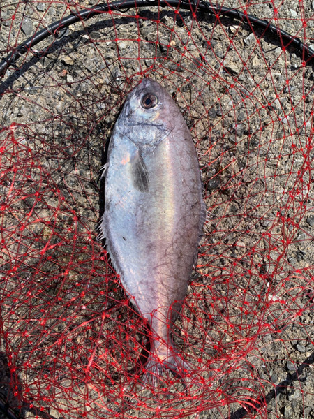 質問に添付された魚の写真