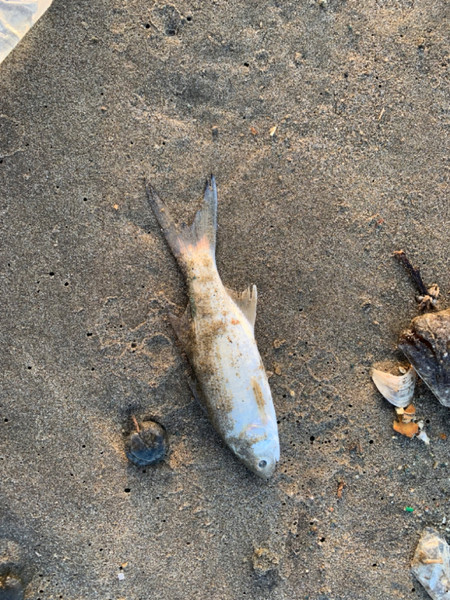 質問に添付された魚の写真