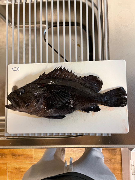 質問に添付された魚の写真