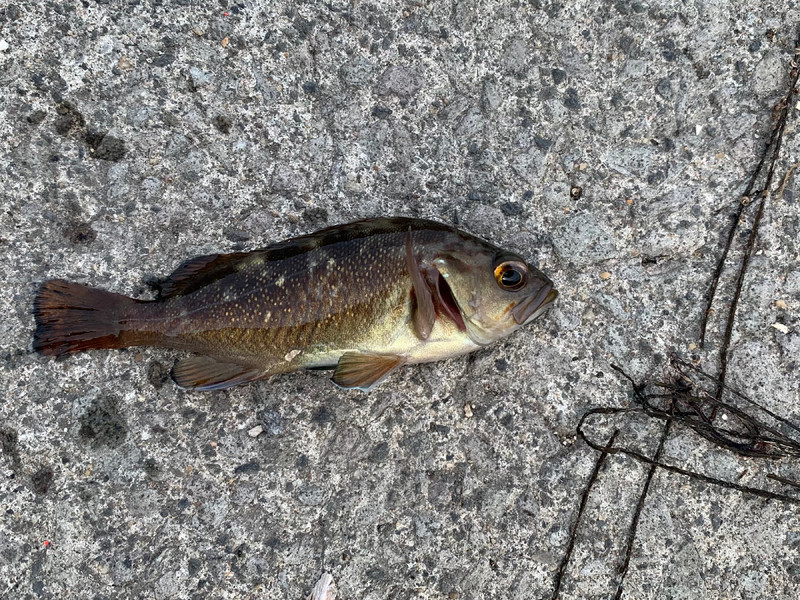 質問に添付された魚の写真