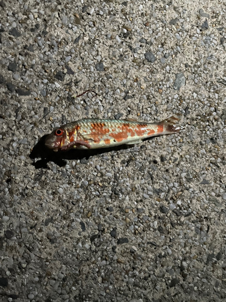 質問に添付された魚の写真