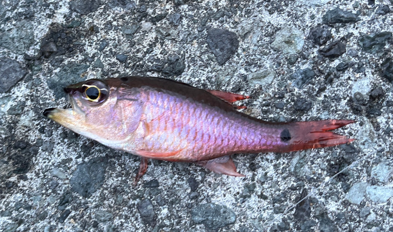 質問に添付された魚の写真