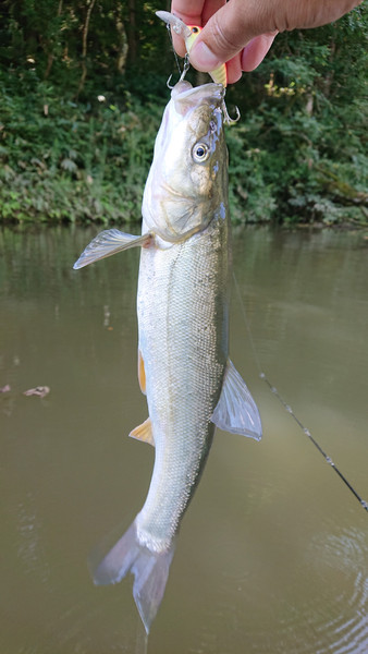質問に添付された魚の写真