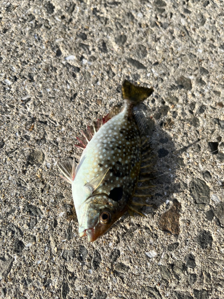 質問に添付された魚の写真