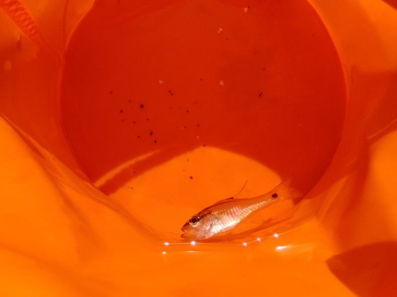 質問に添付された魚の写真