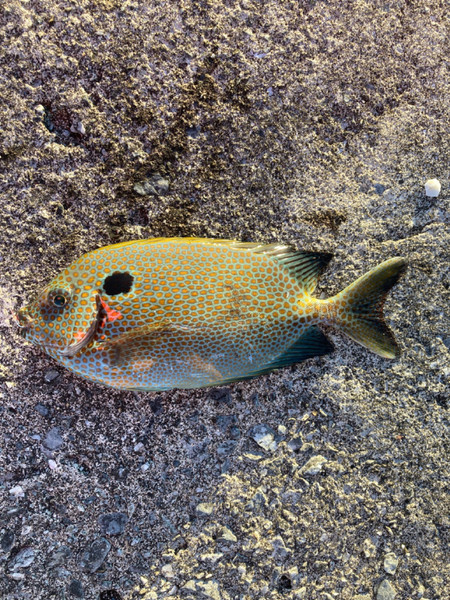 質問に添付された魚の写真