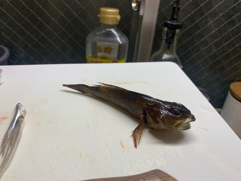質問に添付された魚の写真