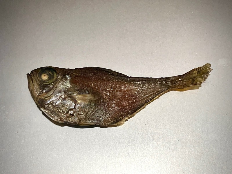 質問に添付された魚の写真