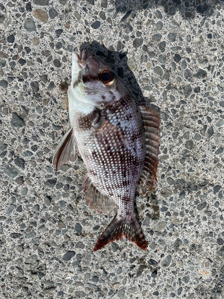 質問に添付された魚の写真