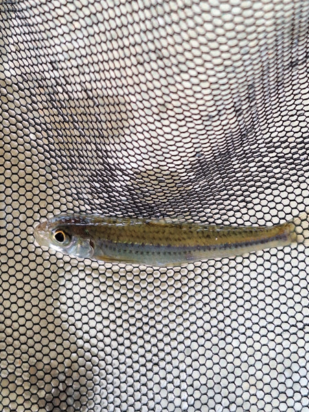 質問に添付された魚の写真