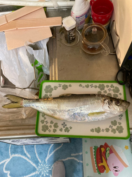 質問に添付された魚の写真