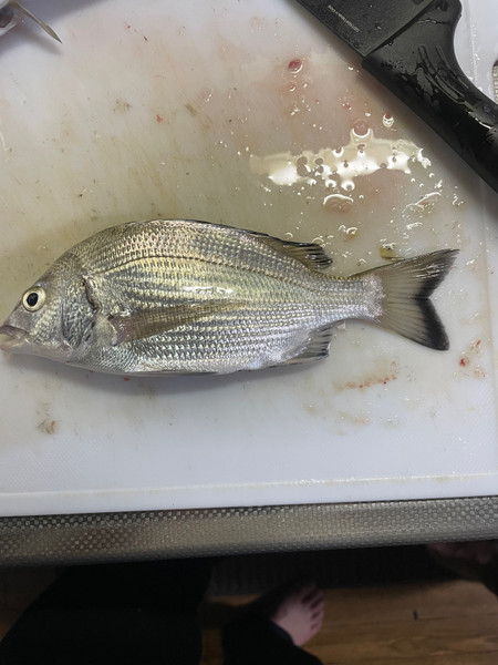 質問に添付された魚の写真