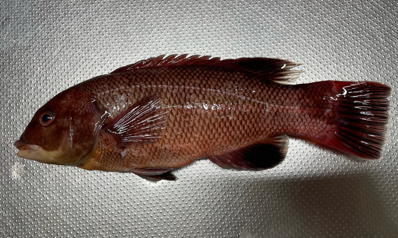 質問に添付された魚の写真