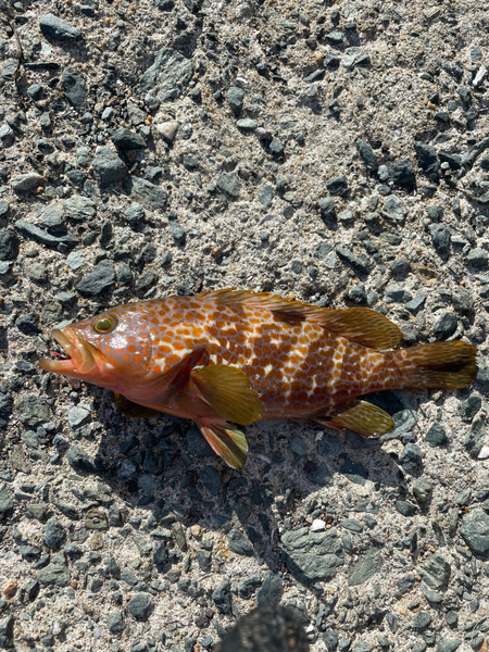 質問に添付された魚の写真