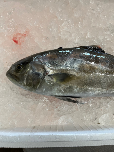 質問に添付された魚の写真