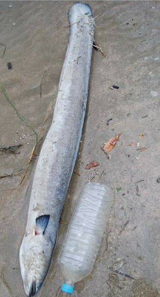 質問に添付された魚の写真