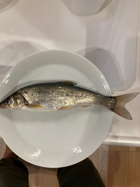 質問に添付された魚の写真