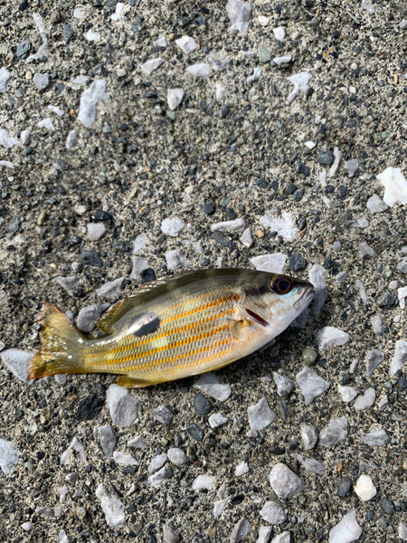 質問に添付された魚の写真