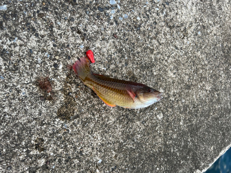 質問に添付された魚の写真
