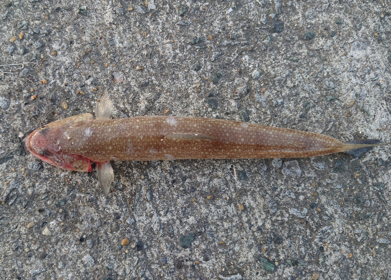 質問に添付された魚の写真