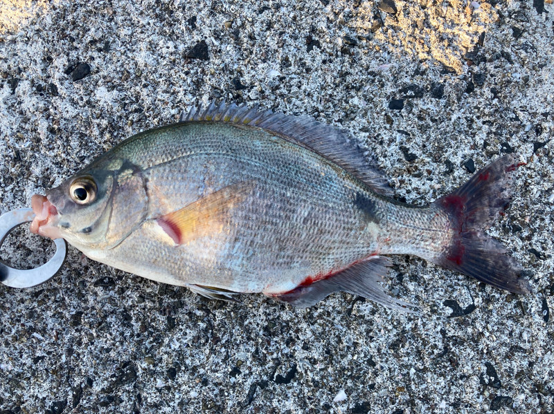 質問に添付された魚の写真