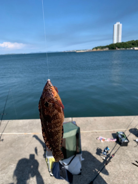 質問に添付された魚の写真