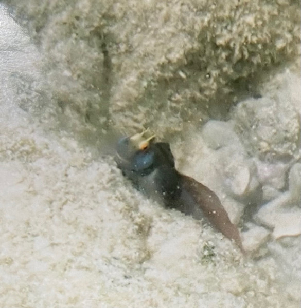 質問に添付された魚の写真