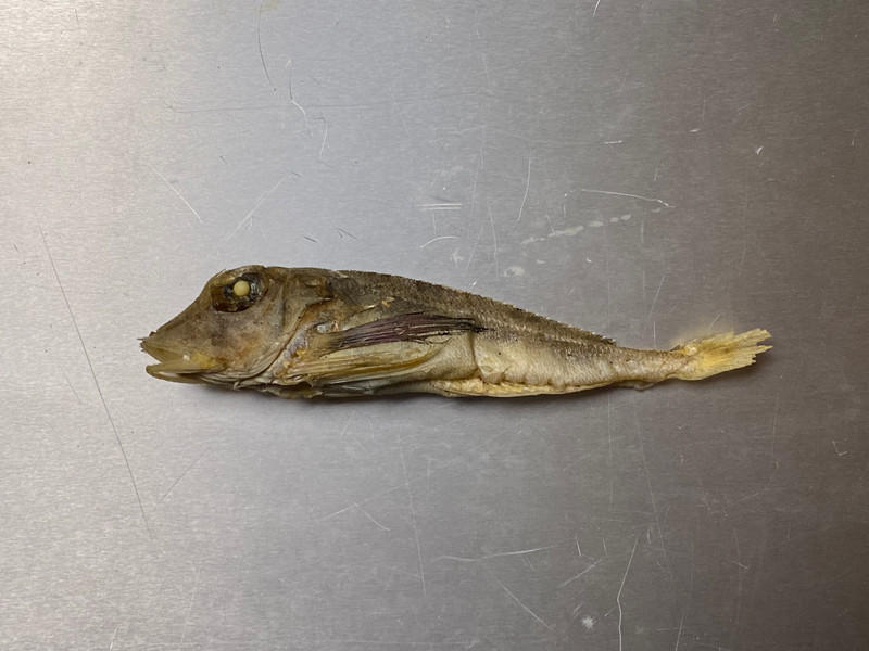 質問に添付された魚の写真