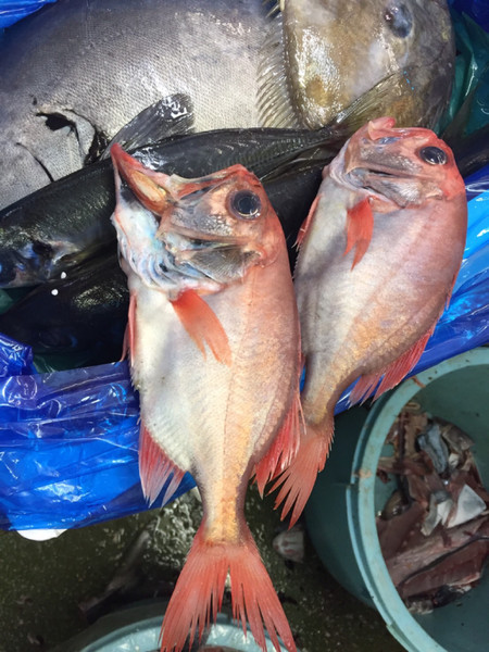 質問に添付された魚の写真