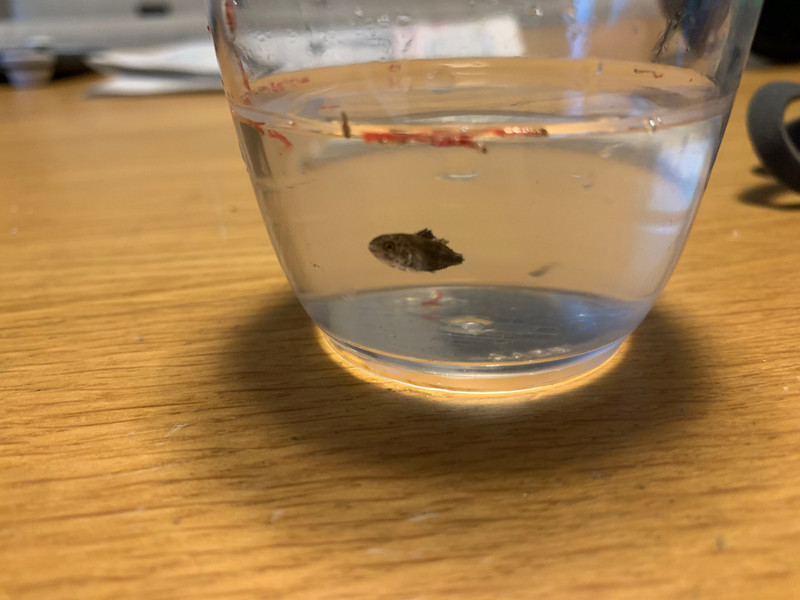 質問に添付された魚の写真
