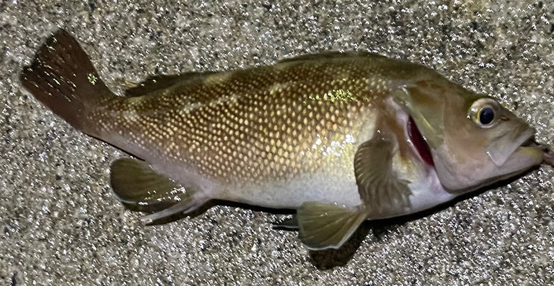 質問に添付された魚の写真