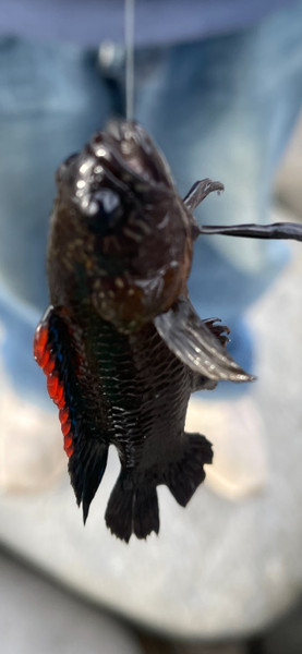 質問に添付された魚の写真