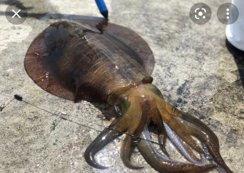 質問に添付された魚の写真